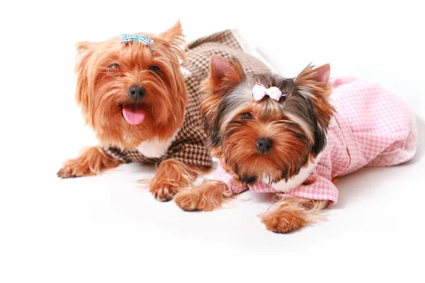 Stock image Yorkshire terrier