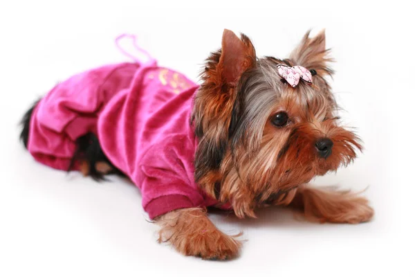 stock image Yorkshire terrier