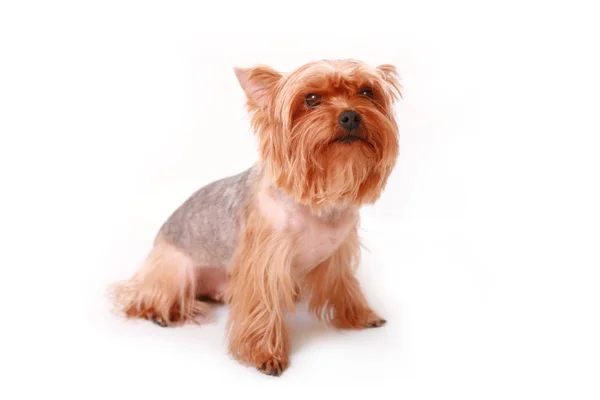 stock image Yorkshire terrier