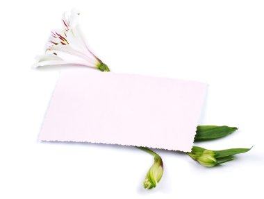 metin için bir kart ile beyaz alstroemeria