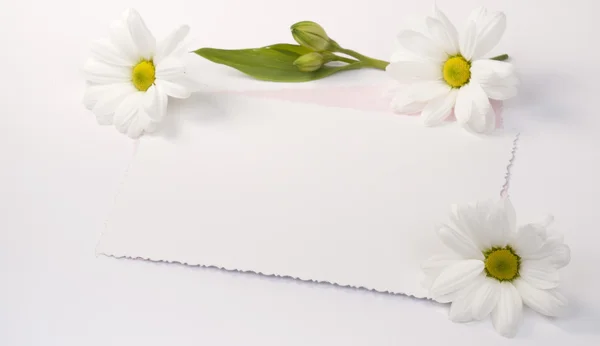 Kwiat biały chrysanths — Zdjęcie stockowe