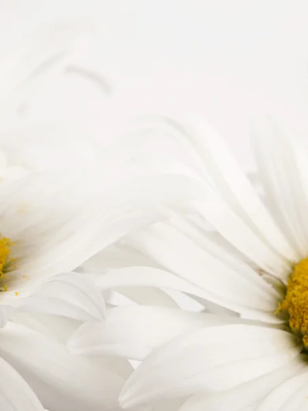 Blütenblätter camomiles — Stockfoto