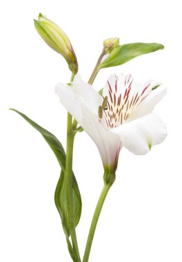 beyaz çiçek alstroemeria