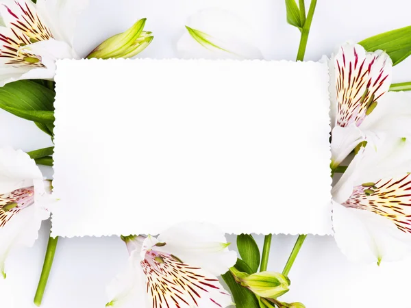 카드 텍스트와 흰색 꽃 — 스톡 사진