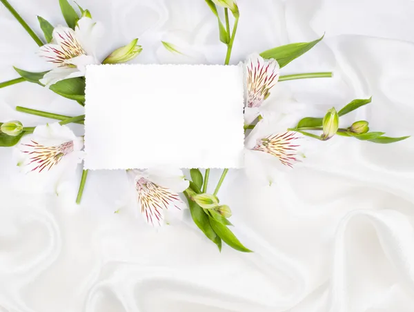Fehér virág alstroemeria — Stock Fotó