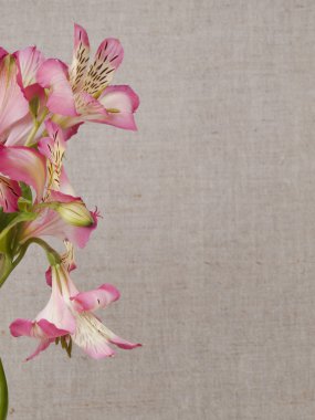 beyaz çiçek alstroemeria
