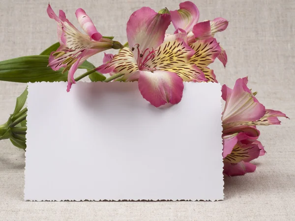 白い花アルストロメリア — ストック写真