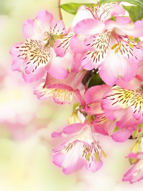 Pembe çiçek alstroemeria