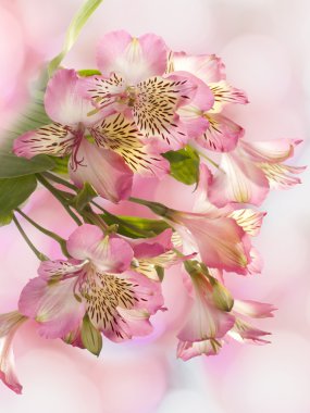 Pembe çiçek alstroemeria