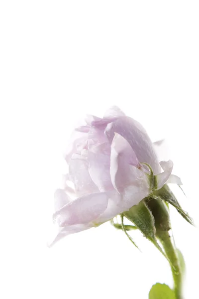 Fresh rose on a white background. — Stock Photo, Image