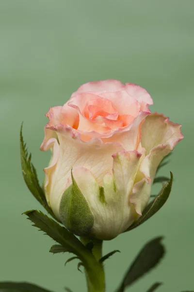 Świeże róża na zielonym tle. — Zdjęcie stockowe