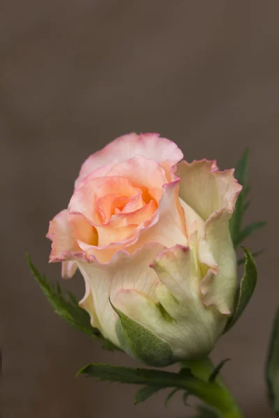 Frische Rose auf einem braunen Hintergrund. — Stockfoto