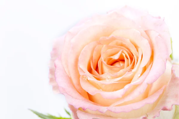 Trandafir proaspăt cu picături de apă — Fotografie, imagine de stoc