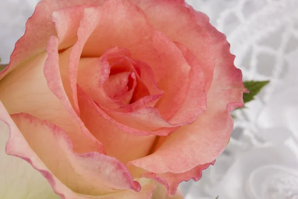 Bílé hedvábí s tkanicí a růže — Stock fotografie
