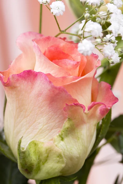 Trandafir frumos — Fotografie, imagine de stoc