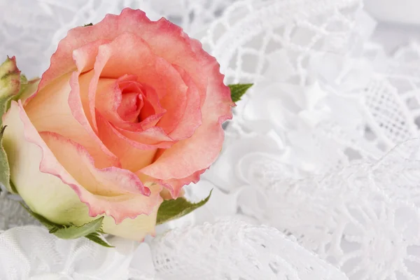 Білий шовк з мереживом і трояндою — стокове фото