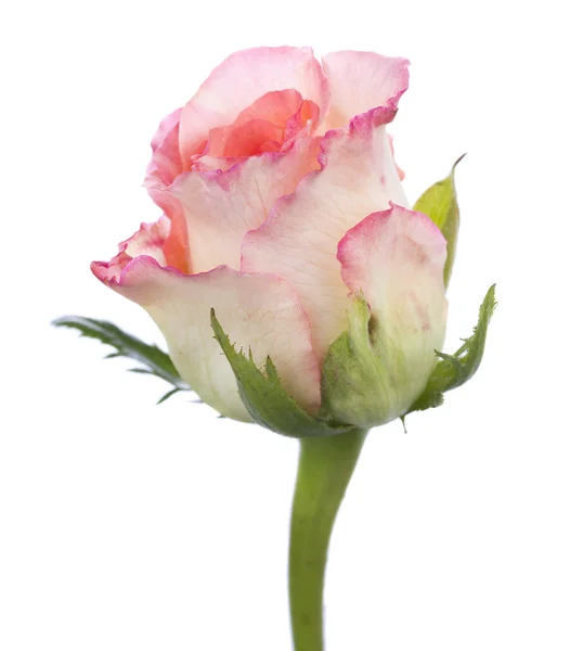 stock image Fresh rose