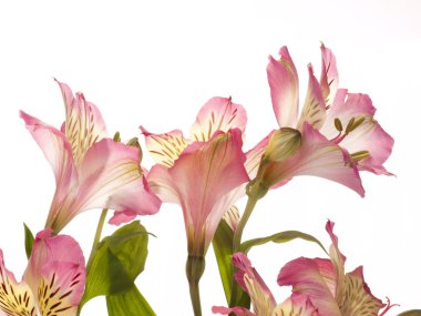 Pembe çiçek alstroemeria