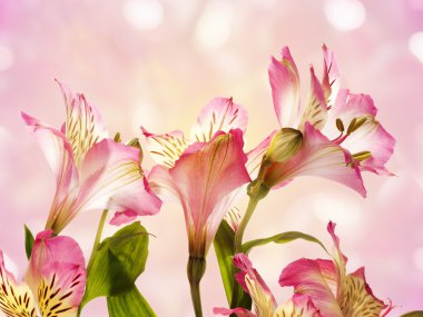 Pembe çiçek alstroemeria