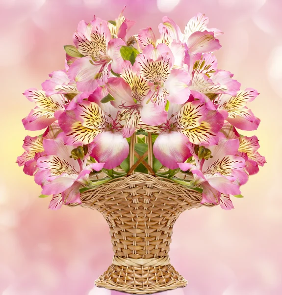Flower pink Alstroemeria — Stock Photo, Image