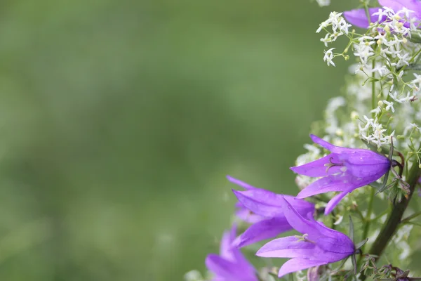 BlueBell fiori sul prato estivo — Foto Stock