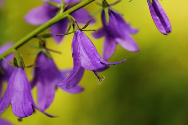 BlueBell fiori sul prato estivo — Foto Stock