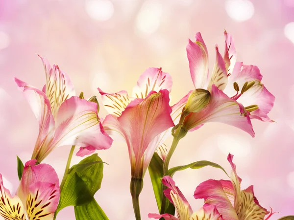 Розовая Alstroemeria — стоковое фото