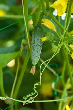 Growing cucumbers clipart