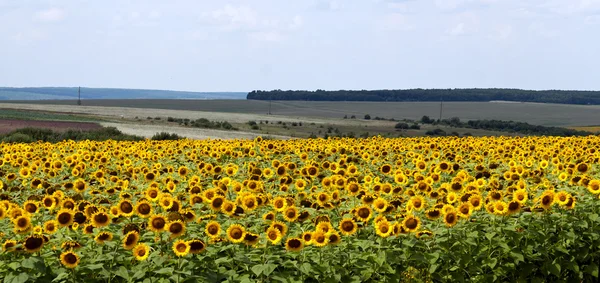 stock image Field with sunflowers