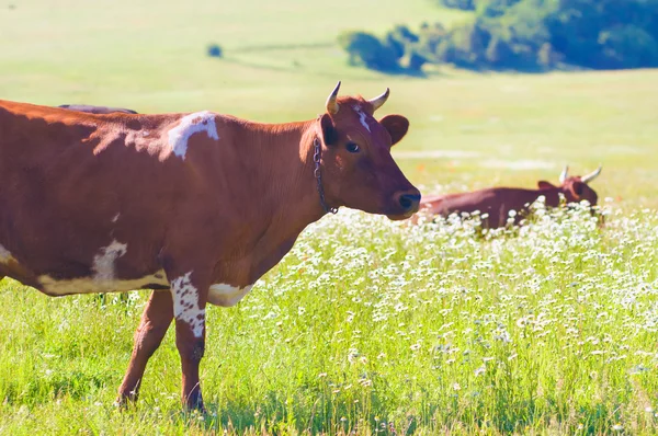 Kühe auf der Sommerwiese. — Stockfoto