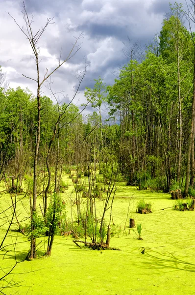 Барвисте болото в зарості — стокове фото