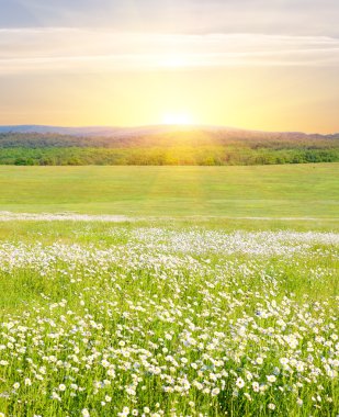 Big field of flowers on sunrise. clipart