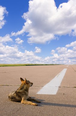 bir köpeğin üstüne bir düşüş ile çocuk