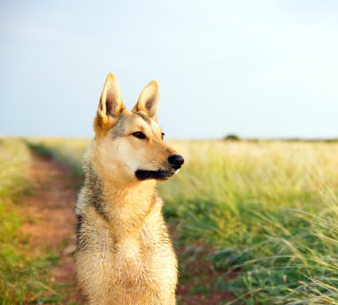 Çayır üzerinde köpek