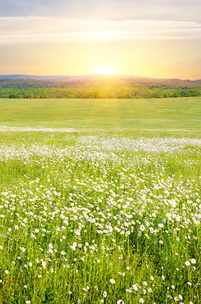 Велике поле квітів на сході сонця . — стокове фото