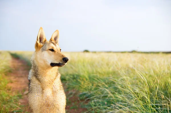 Çayır üzerinde köpek