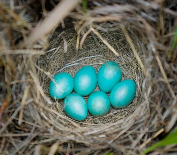 Huevos en un nido. — Foto de Stock