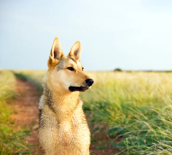 Dog on meadow — Stock Photo, Image