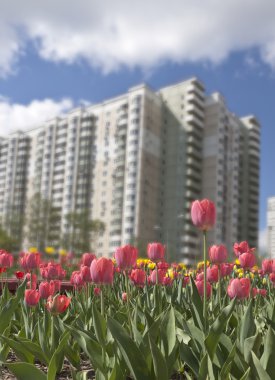 güneşli bir bahar günü, Lale ile flowerbed