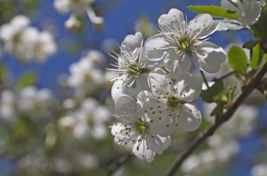 makro çekim çiçek açan Bush. bahar mevsimi