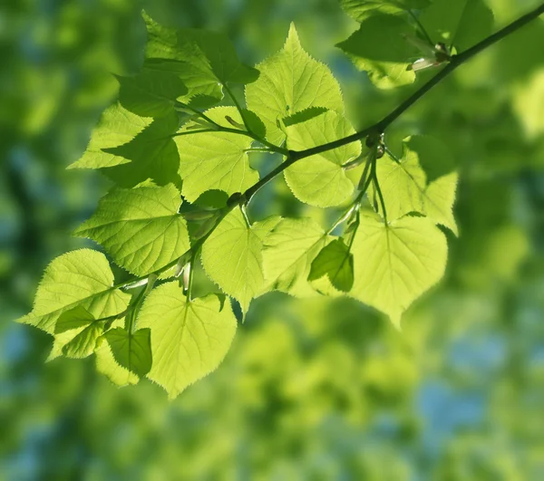 Belas folhas verdes em sol brilhante — Fotografia de Stock