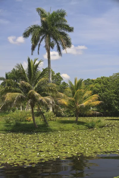 Inselchen mit Palmen und vielen Seerosen — Stockfoto