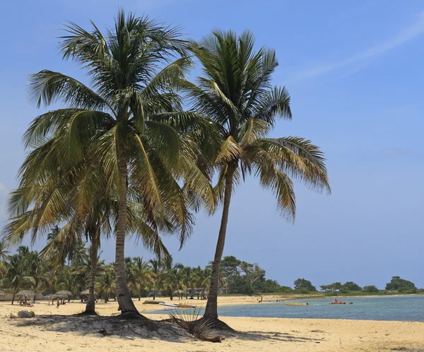加勒比海滩上的椰子 — 图库照片