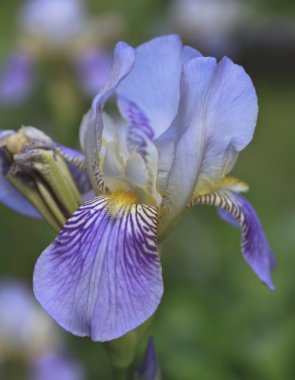 Menekşe iris çiçeği ile seçici odak closeup