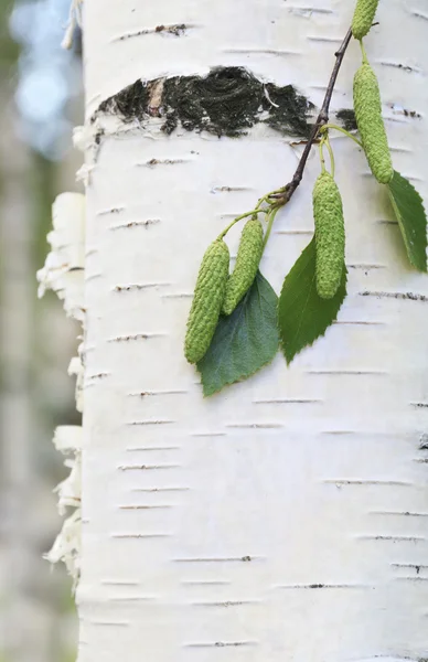 Closeup birch with buds and green leaves — Stock Photo, Image