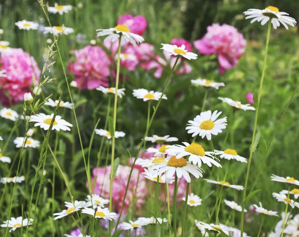 stock image Blooming daisies in garden