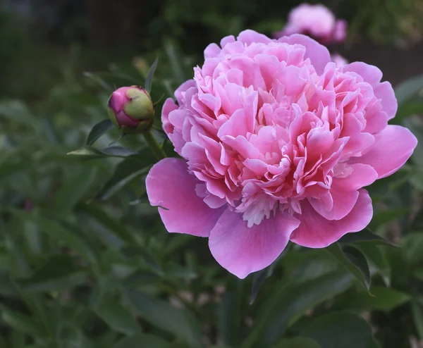 Fiori di peonia rosa in un giardino — Foto Stock