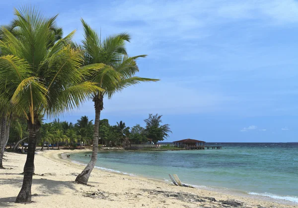 Karaibska plaża z palmy kokosowe — Zdjęcie stockowe