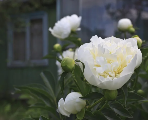 stock image Beautiful white peony flowers in front of house