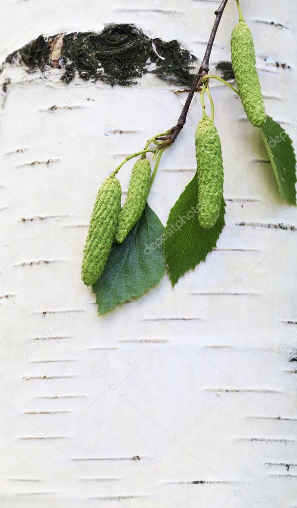 Branch with buds and green leaves over birch bark